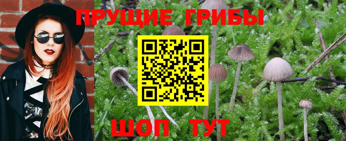 Галлюциногенные грибы Psilocybine cubensis Зима